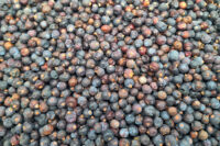 JUNIPER BERRIES